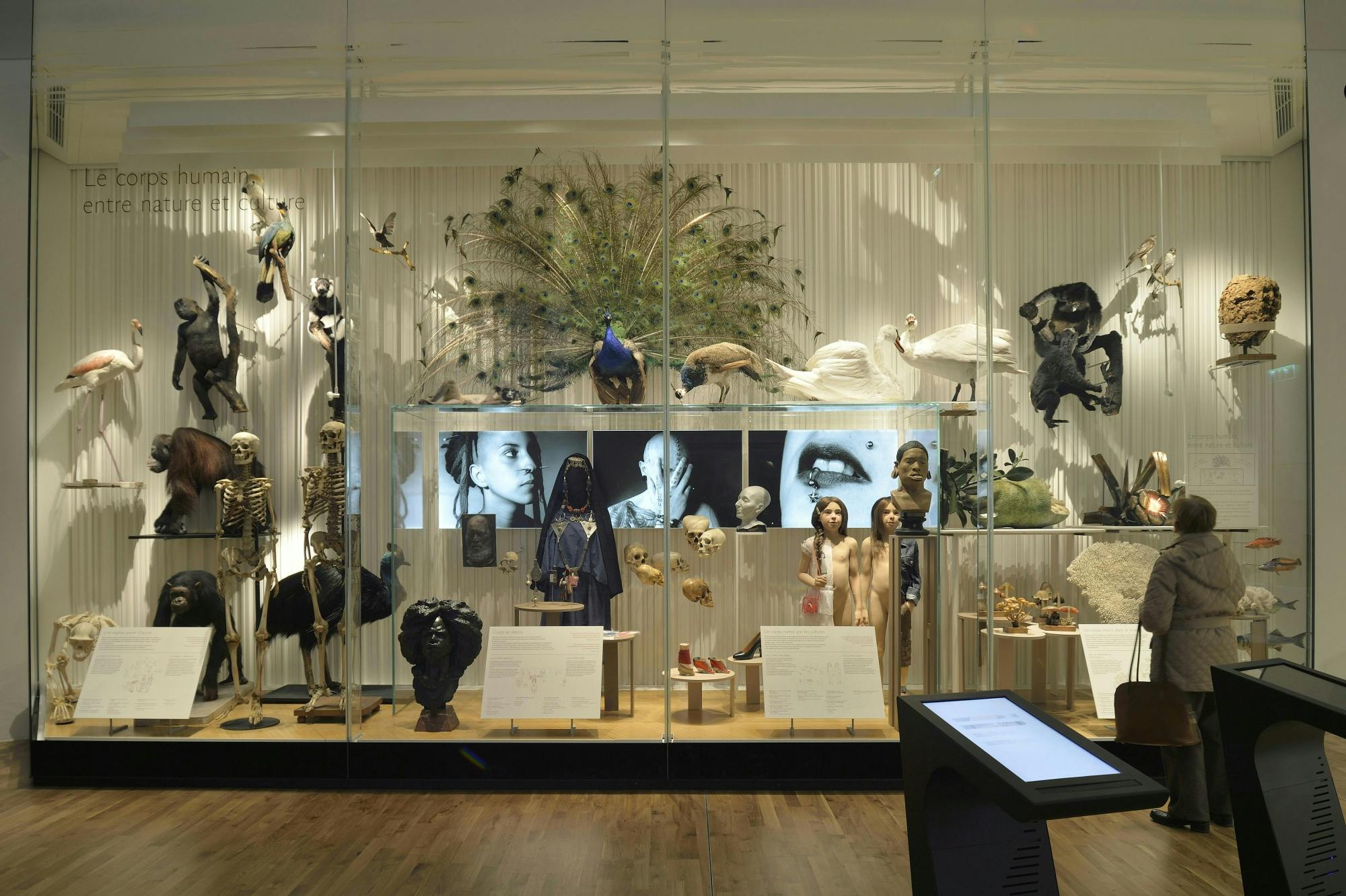 musee de lhommeP1-SP1 - Vitrine Le corps humain, entre nature et culture (1).jpg