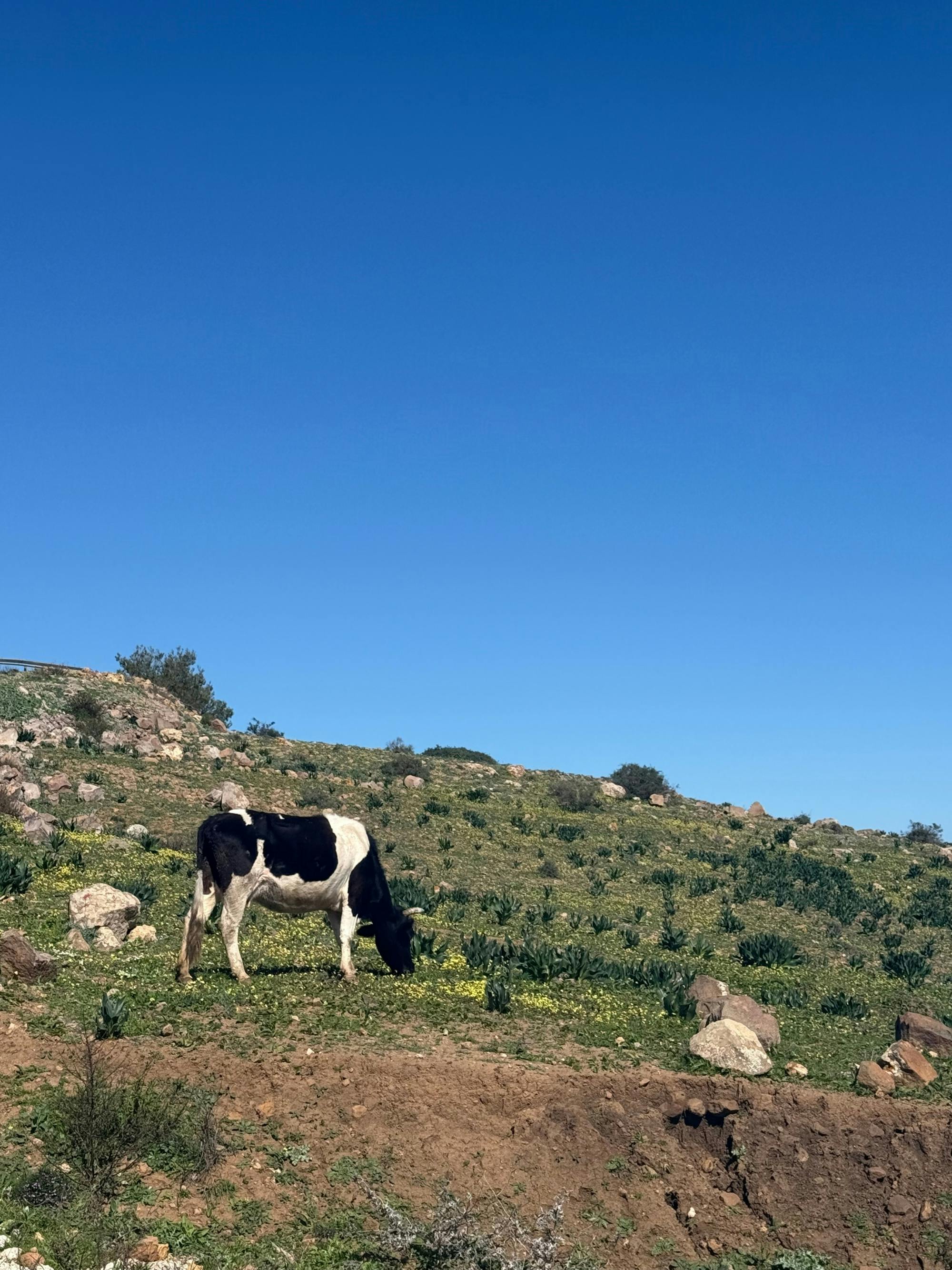 Half-day Mount Gourougou and Nador Coast tour