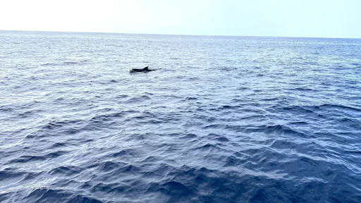 Tenerife half-day boat cruise
