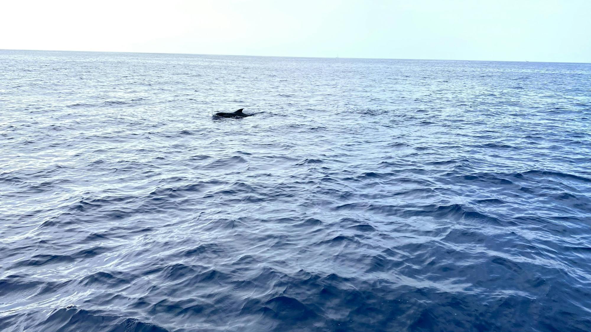 Tenerife half-day boat cruise