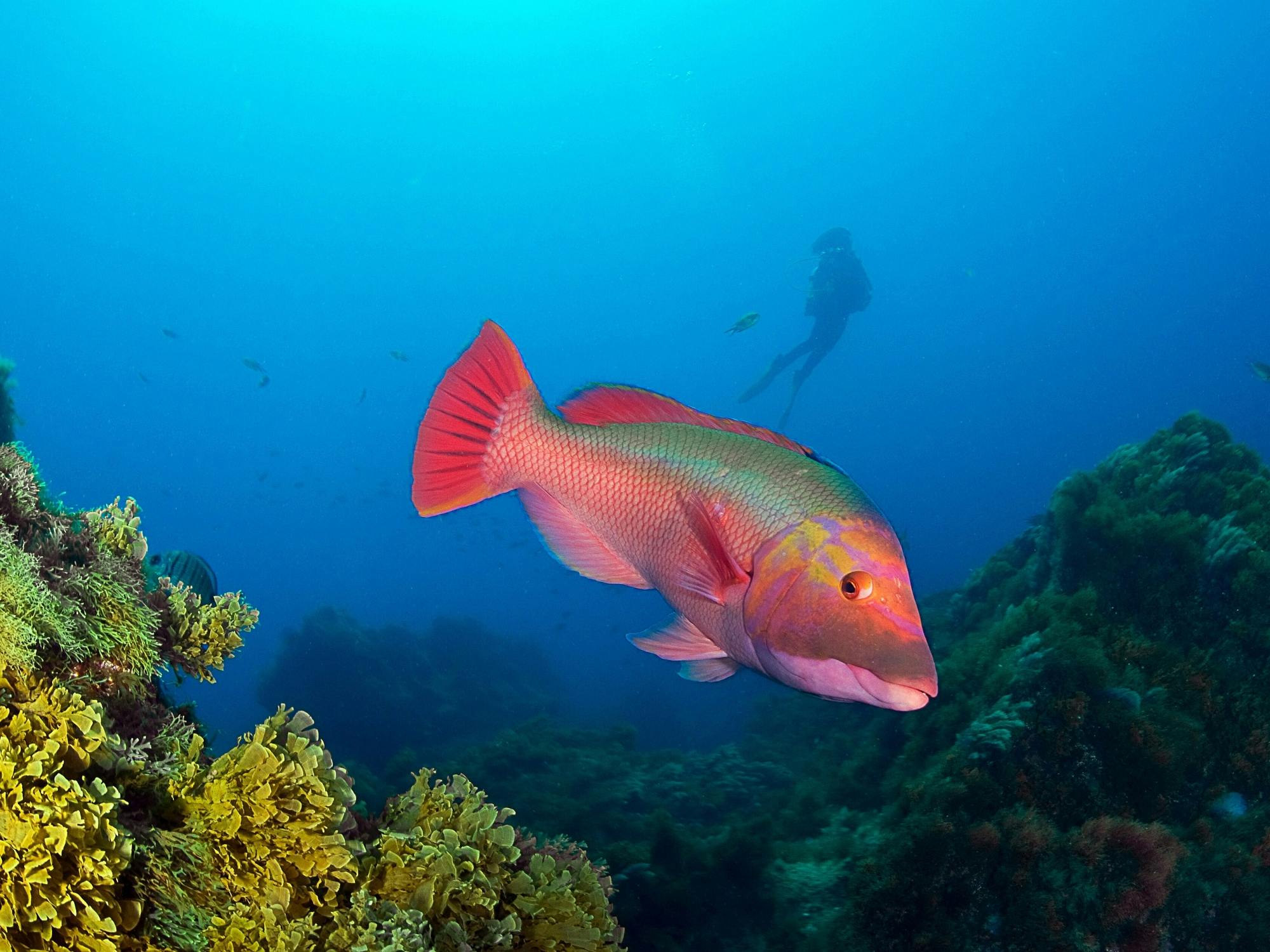 3PC_Lanzarote_Native_Diving_1.jpg