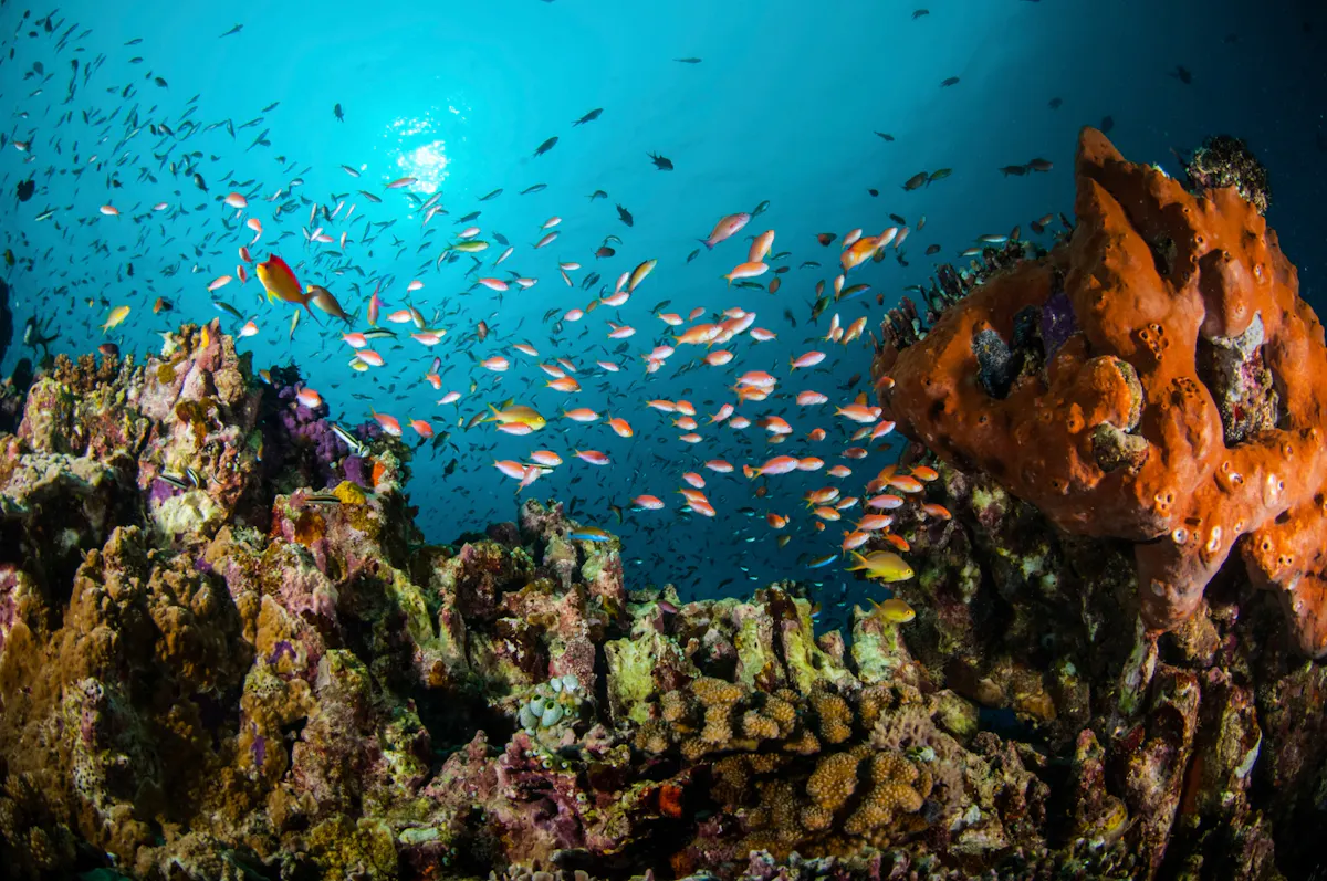 INDONESIE_iStock_000050946800_Full.jpg
