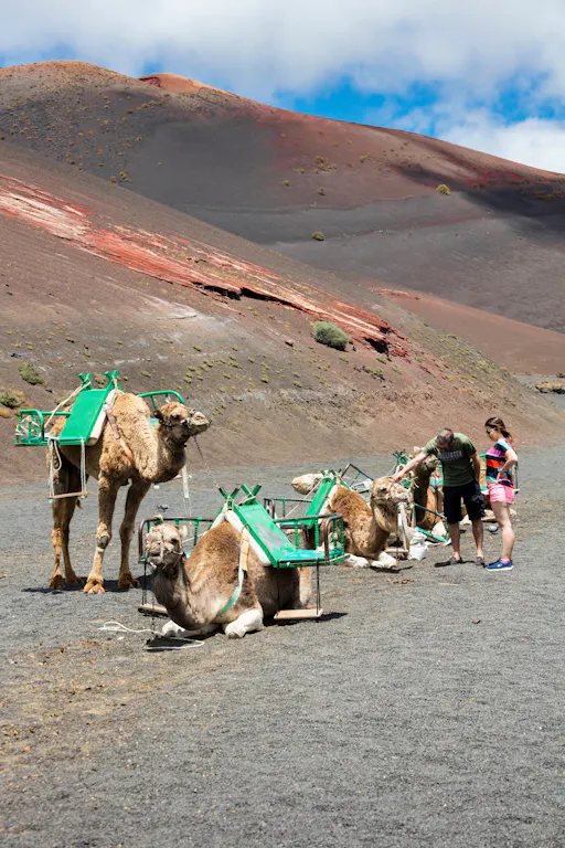 Lanzarote_Camels_2.jpg