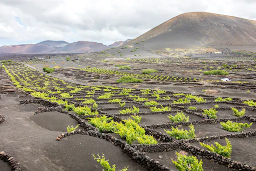 Lanzarote_La_Geria_1.jpg