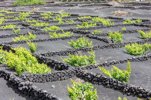 Lanzarote_La_Geria_2.jpg