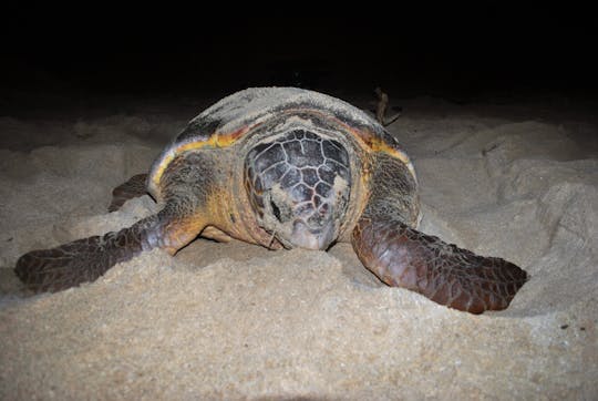 Observation nocturne de la nidification des tortues à Boa Vista
