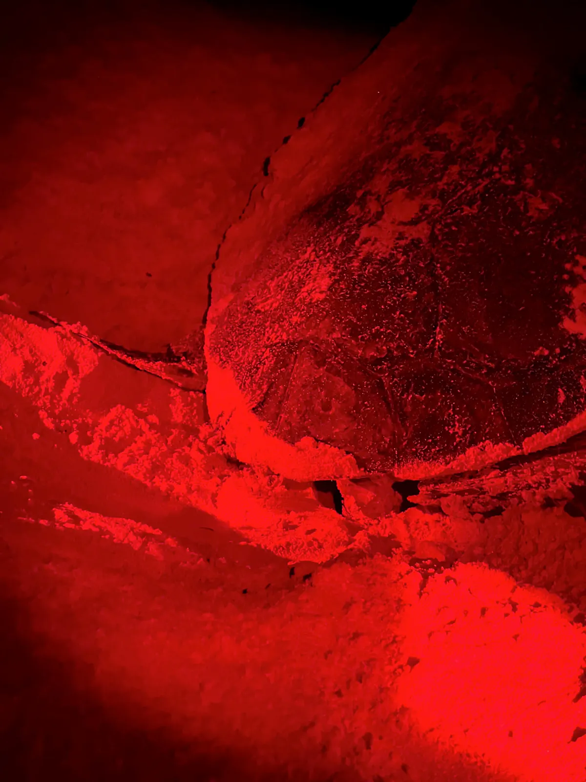 Turtle nesting night experience in Boa Vista