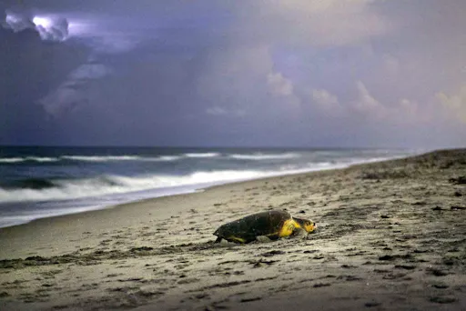 Turtle nesting night experience in Boa Vista