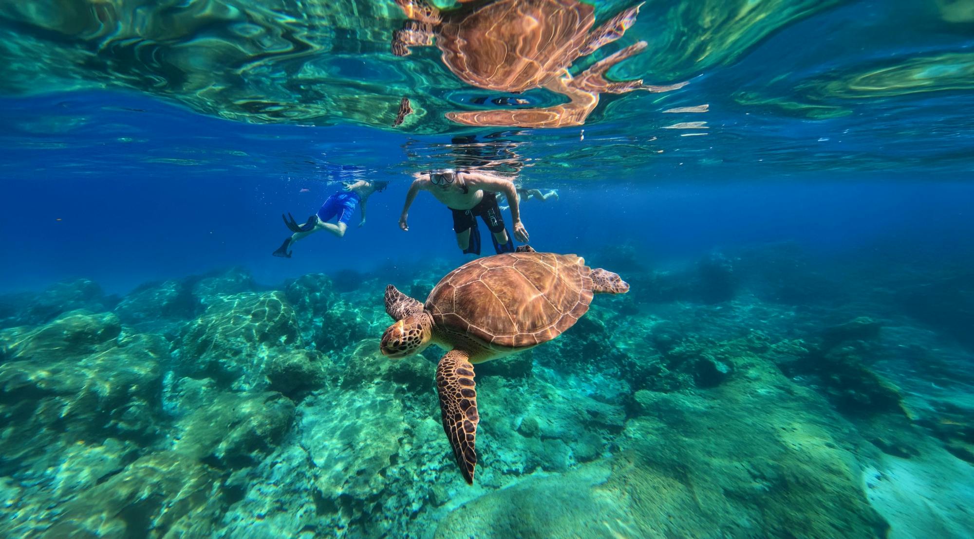 Protaras turtle snorkelling tour by speedboat
