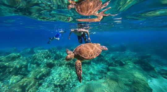 Tour di snorkeling con le tartarughe a Protaras in motoscafo
