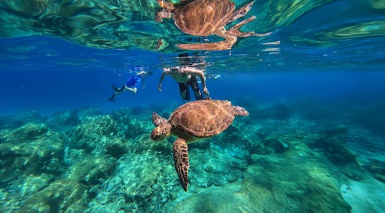 Protaras turtle snorkelling tour by speedboat