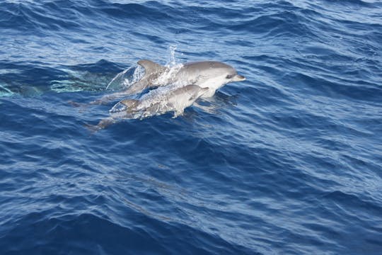 Lanzarote dolphin-watching mini cruise