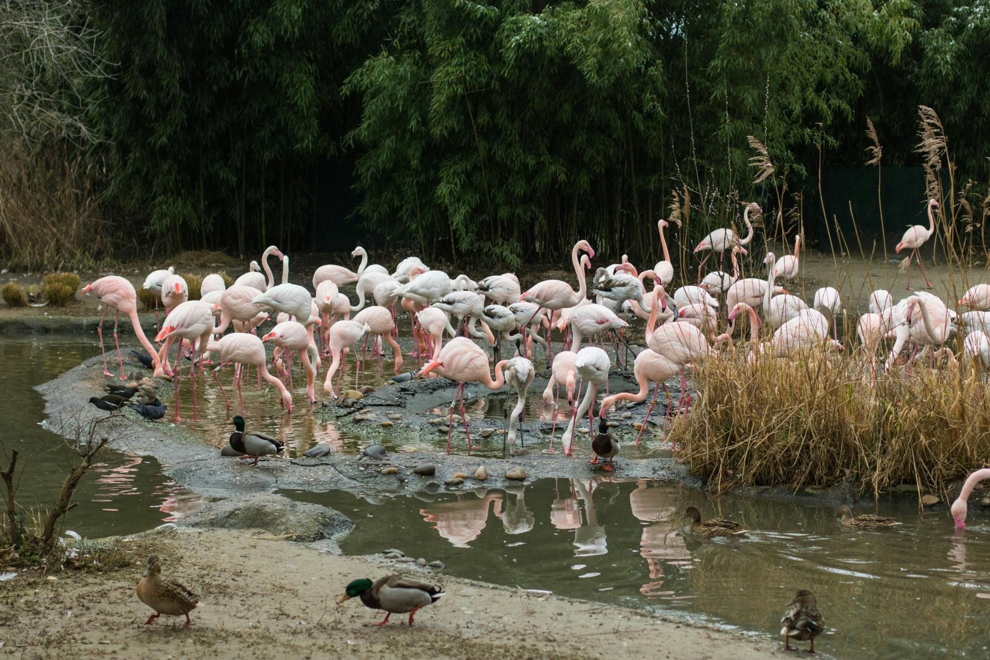 Aventura interactiva de rompecabezas en el Zoo de Basilea con entradas incluidas