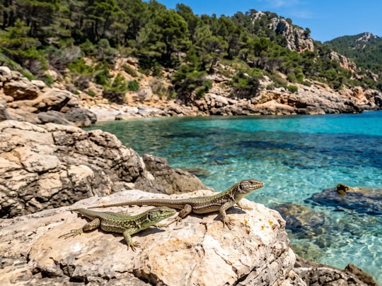 Boat trip from Sant Elm to Dragonera Island Natural Park