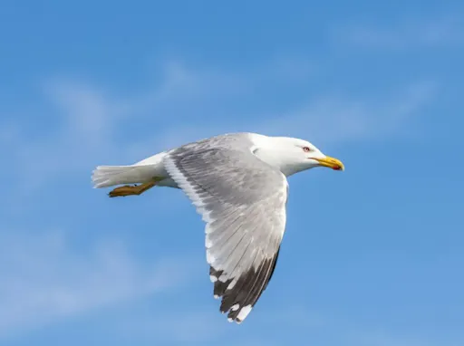 202607086a4e4e5a90d41.png
