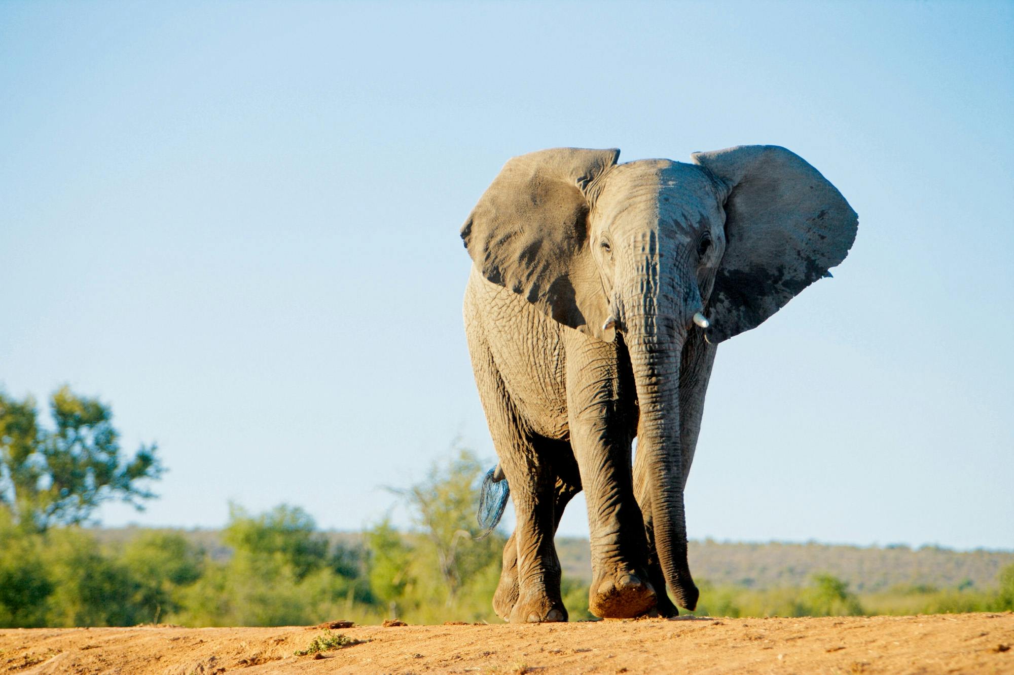 Safari de cuatro días por Tsavo Este y Amboseli