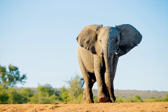 Four-day Kenyan wildlife safari through Tsavo East and Amboseli