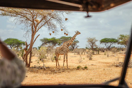 Three-day Masai Mara safari at Mara Engai Wilderness Lodge