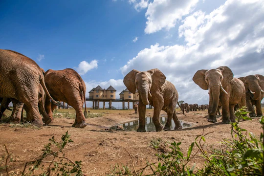 Two-day wildlife safari from Mombasa with stay at Salt Lick Lodge