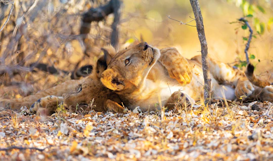 Nyerere National Park two-day safari with bush walk and boat cruise