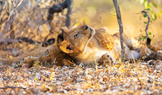 Zweitägige Safari im Nyerere-Nationalpark mit Buschwanderung und Bootsfahrt