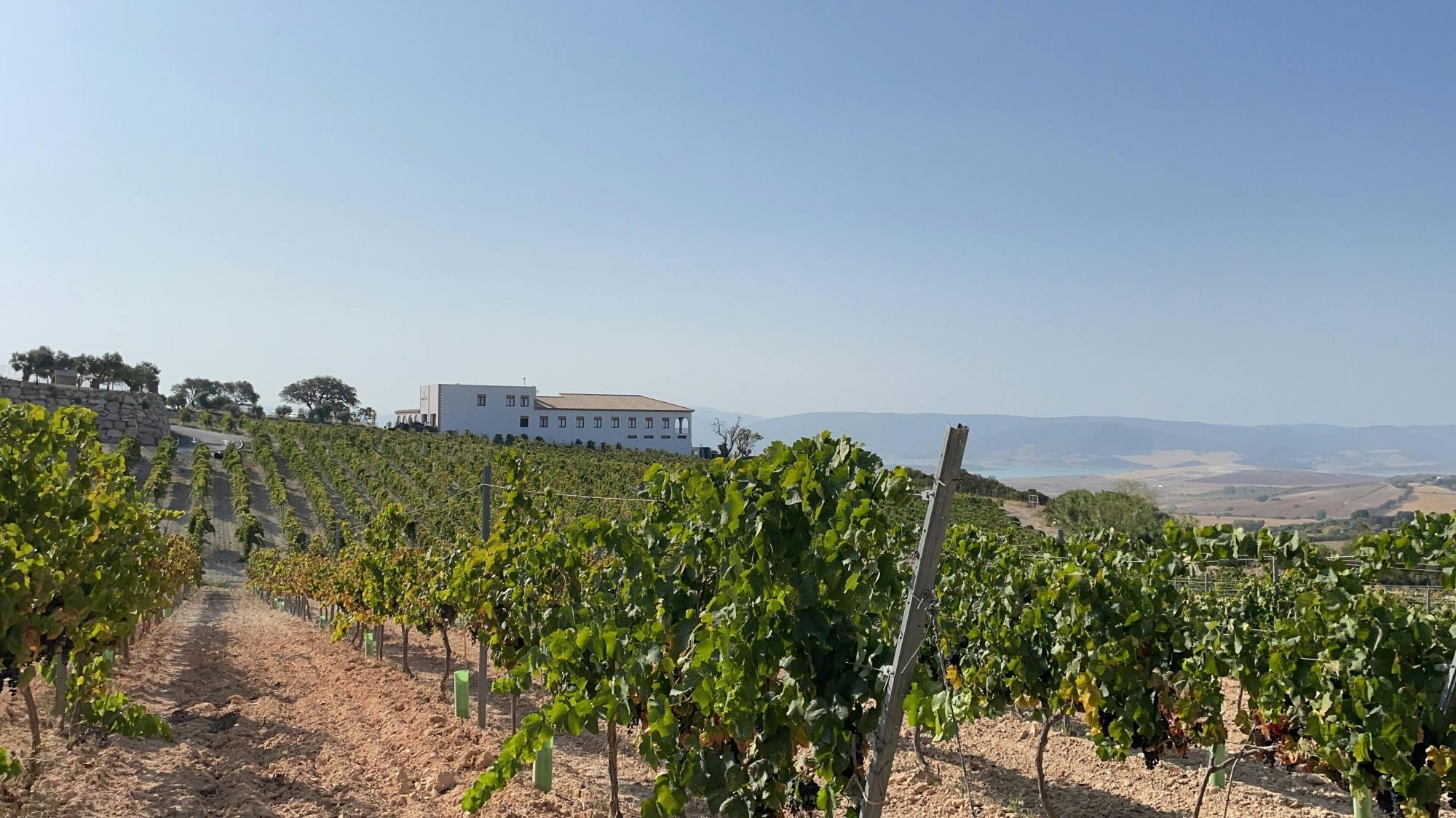 Winery morning in Andalusia with vines, wine and live guitar