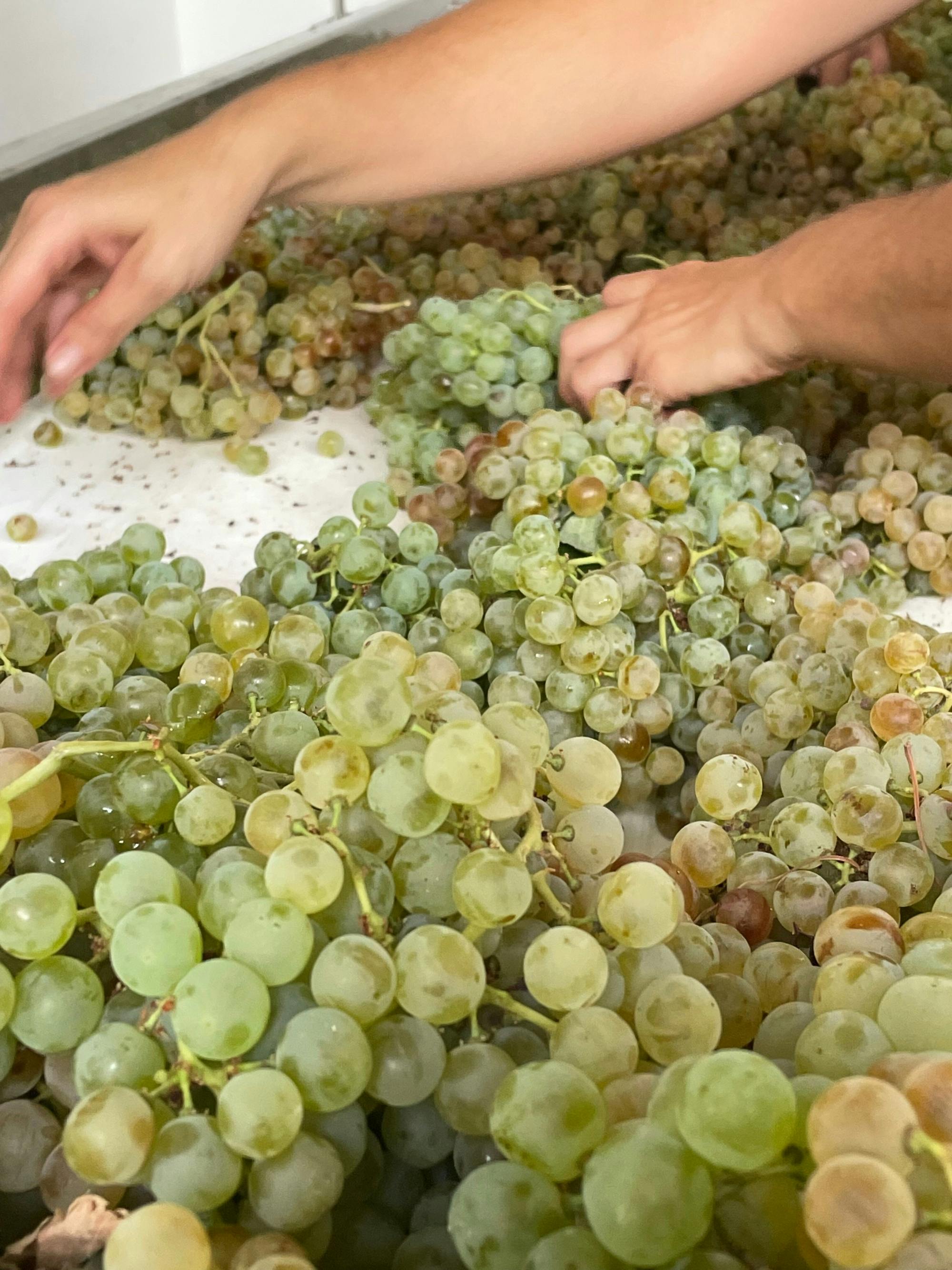 Winery morning in Andalusia with vines, wine and live guitar