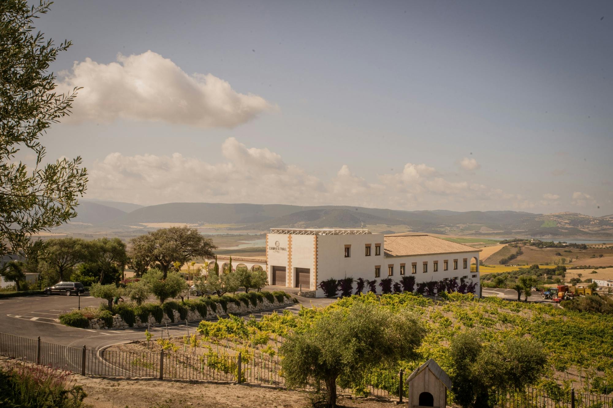 Winery morning in Andalusia with vines, wine and live guitar