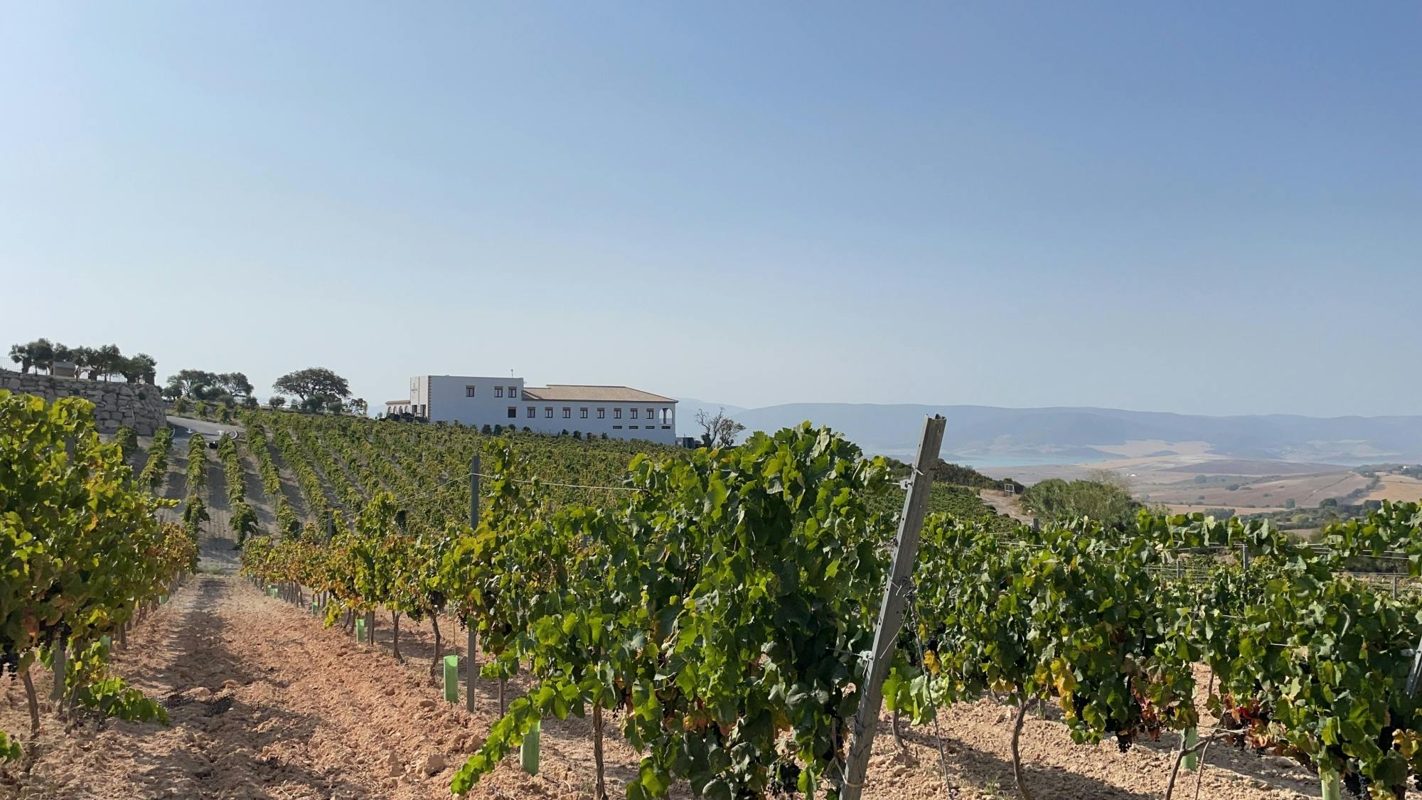 Winery morning in Andalusia with vines, wine and live guitar