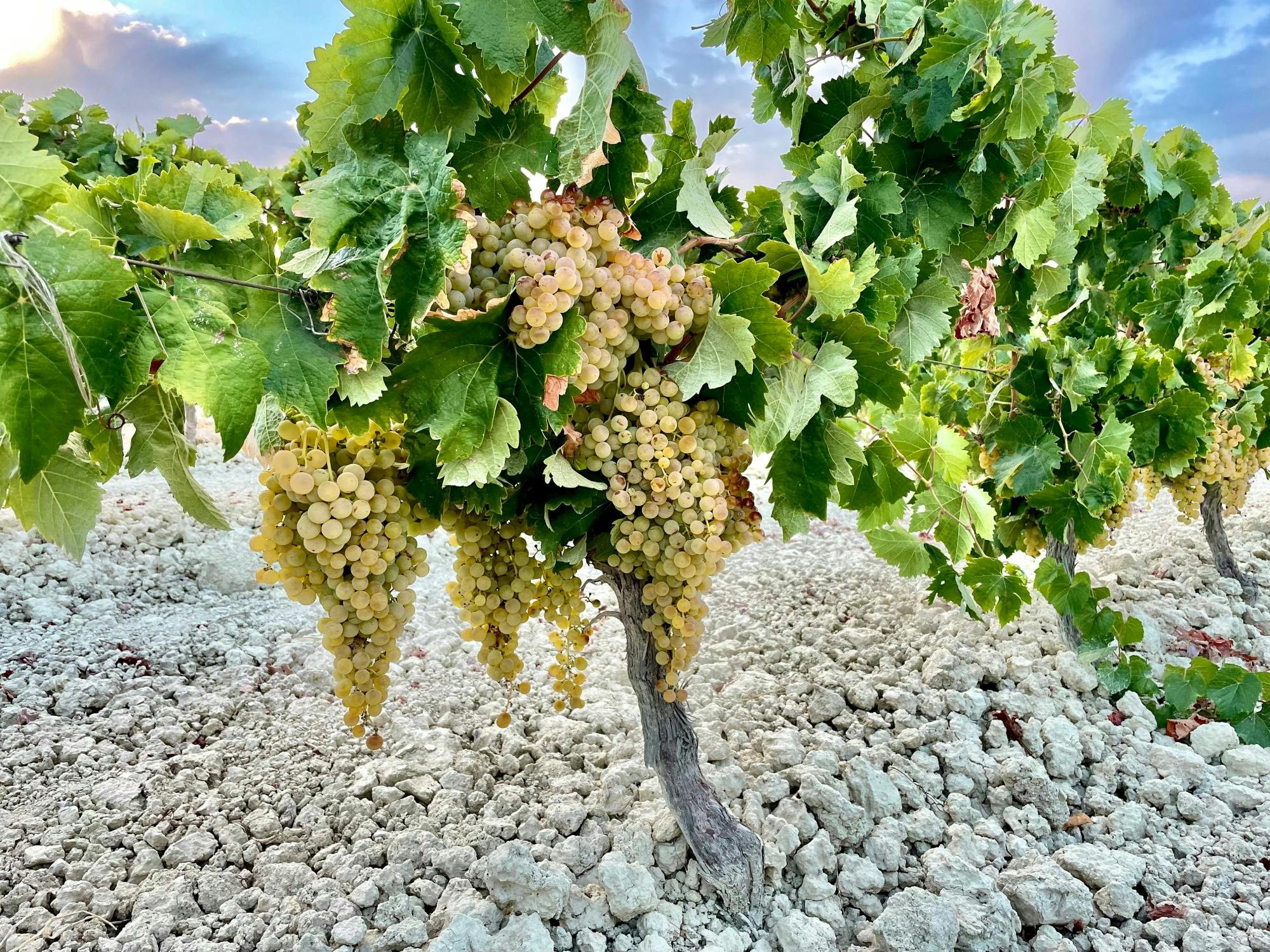 Winery morning in Andalusia with vines, wine and live guitar