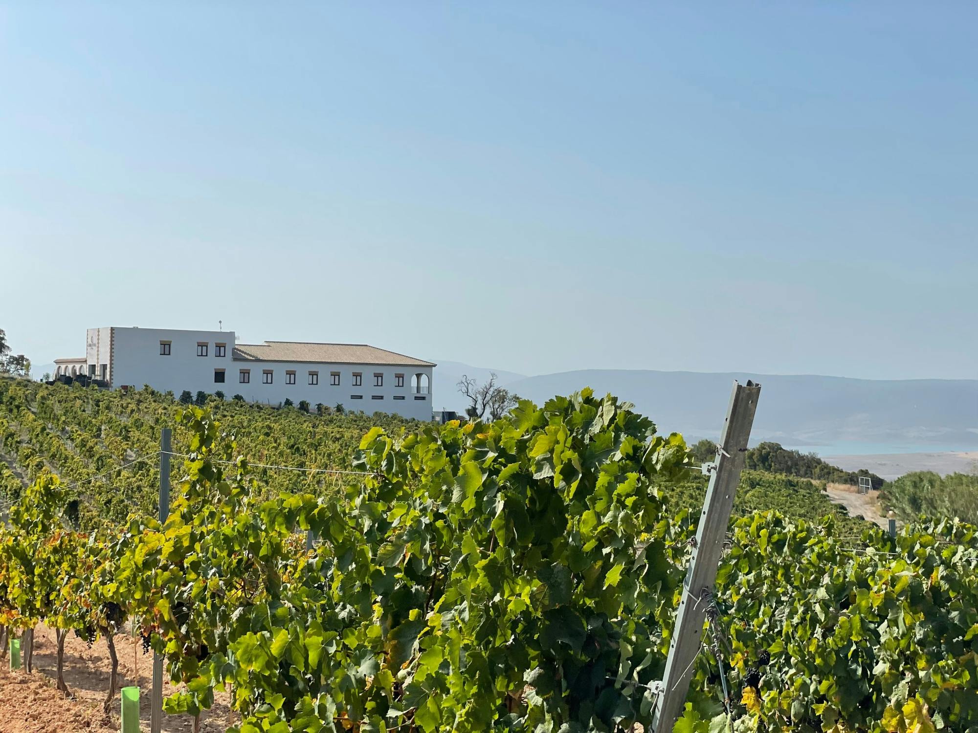 Winery morning in Andalusia with vines, wine and live guitar