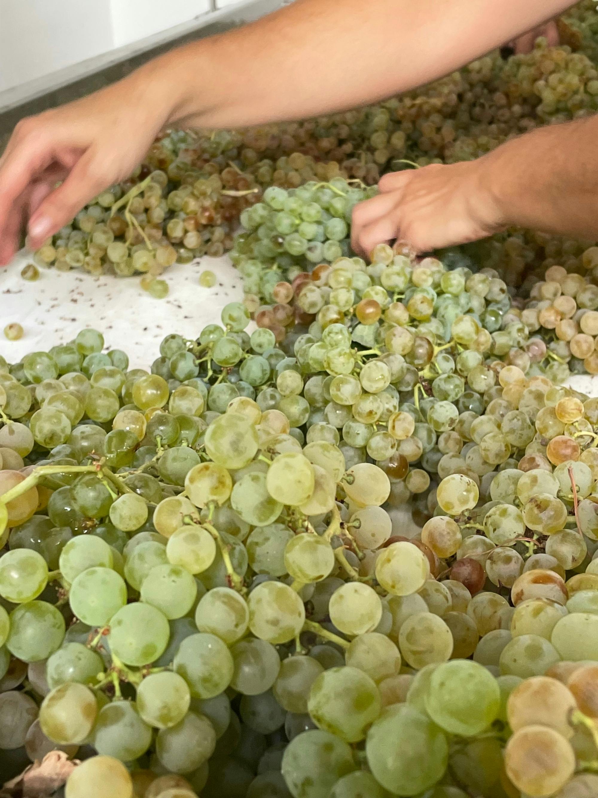 Winery morning in Andalusia with vines, wine and live guitar