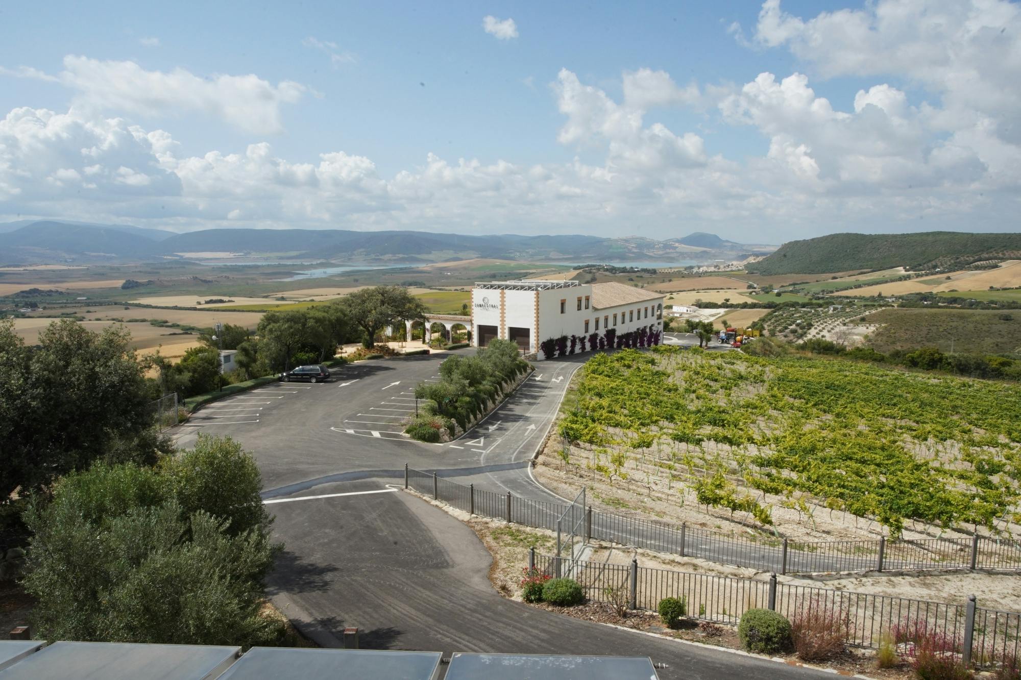 Winery morning in Andalusia with vines, wine and live guitar