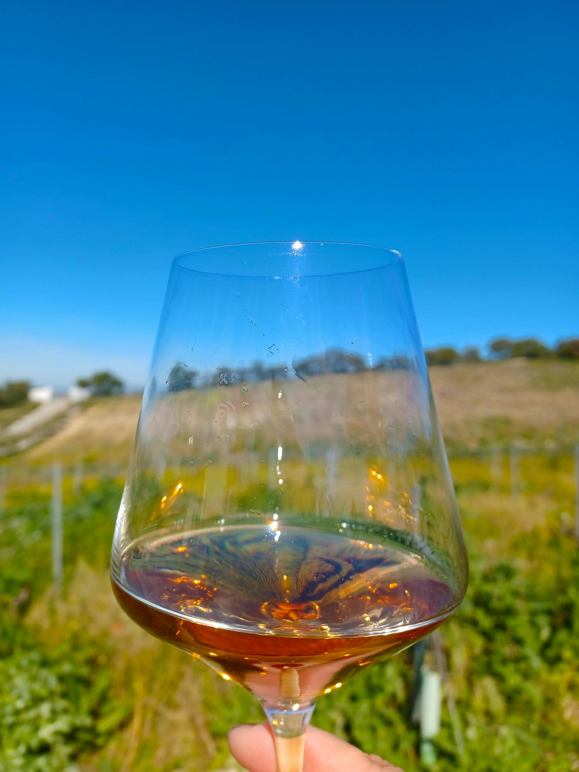 Winery morning in Andalusia with vines, wine and live guitar