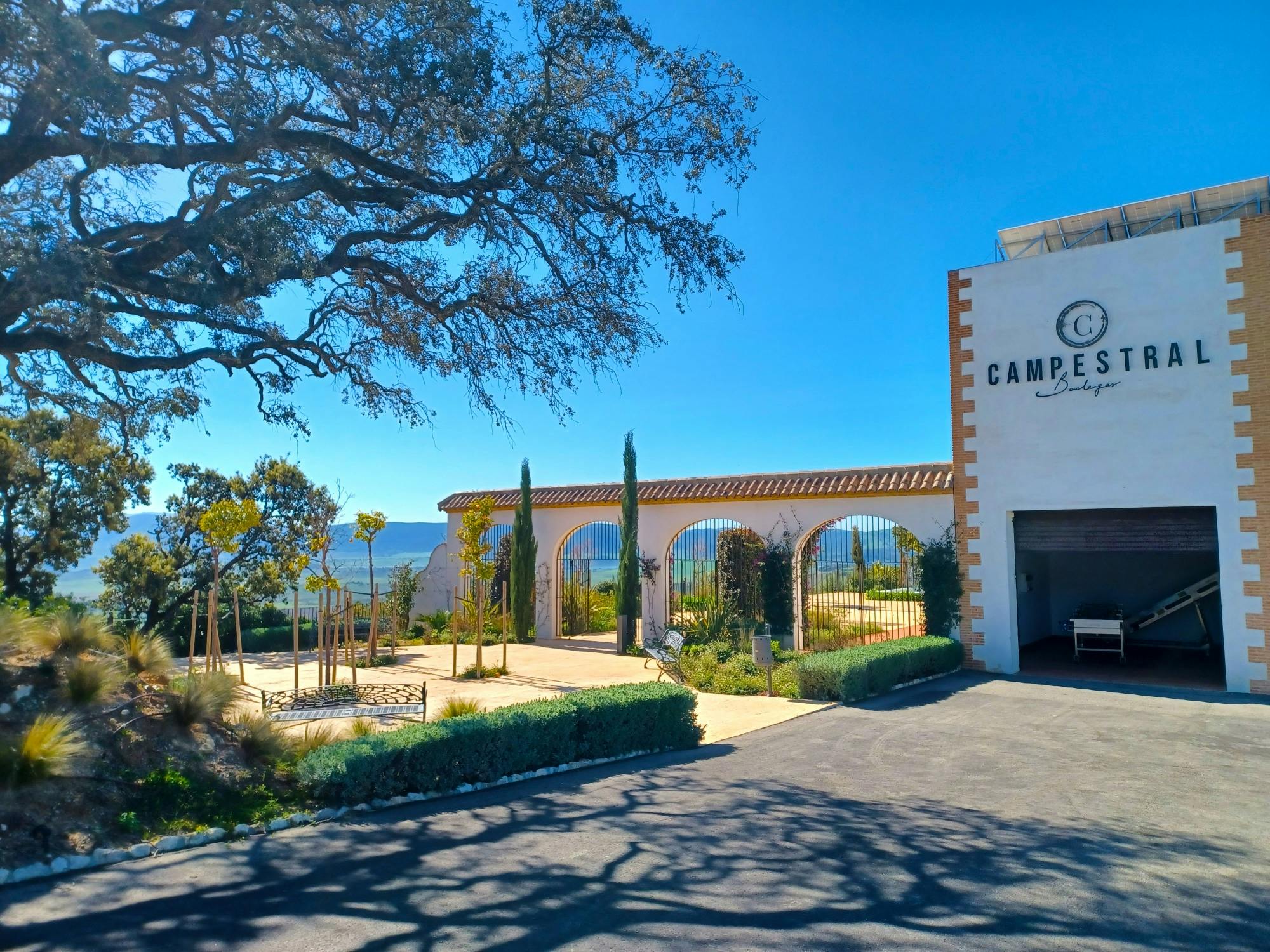 Winery morning in Andalusia with vines, wine and live guitar