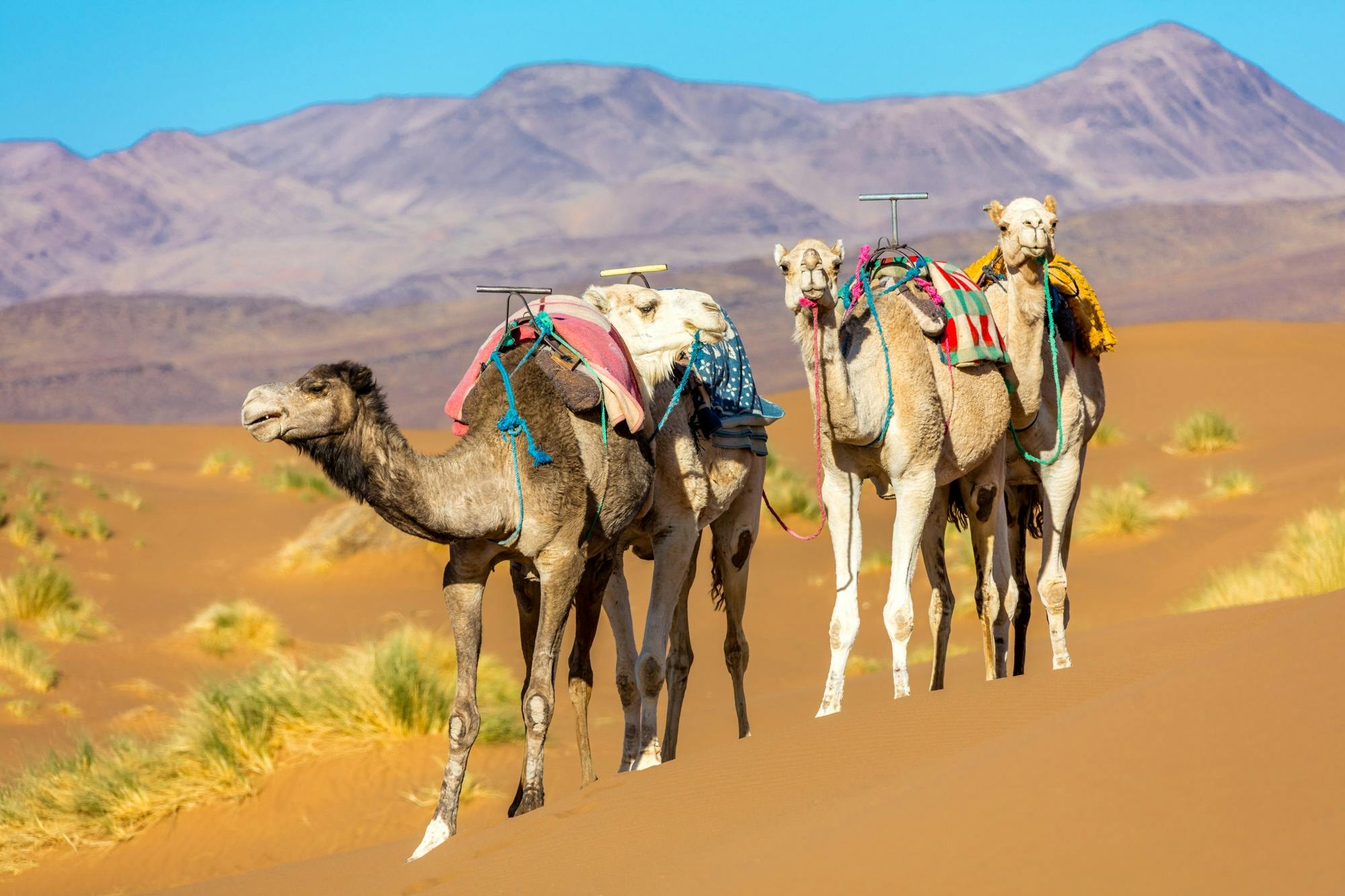 2-dniowa prywatna wycieczka po pustyni z Marrakeszu do Zagory