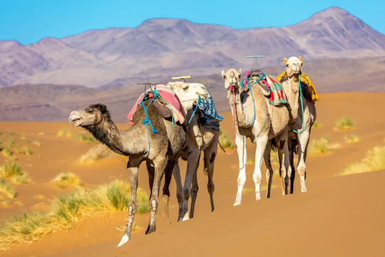 Two-day private desert tour from Marrakech to Zagora with overnight Bedouin camp stay