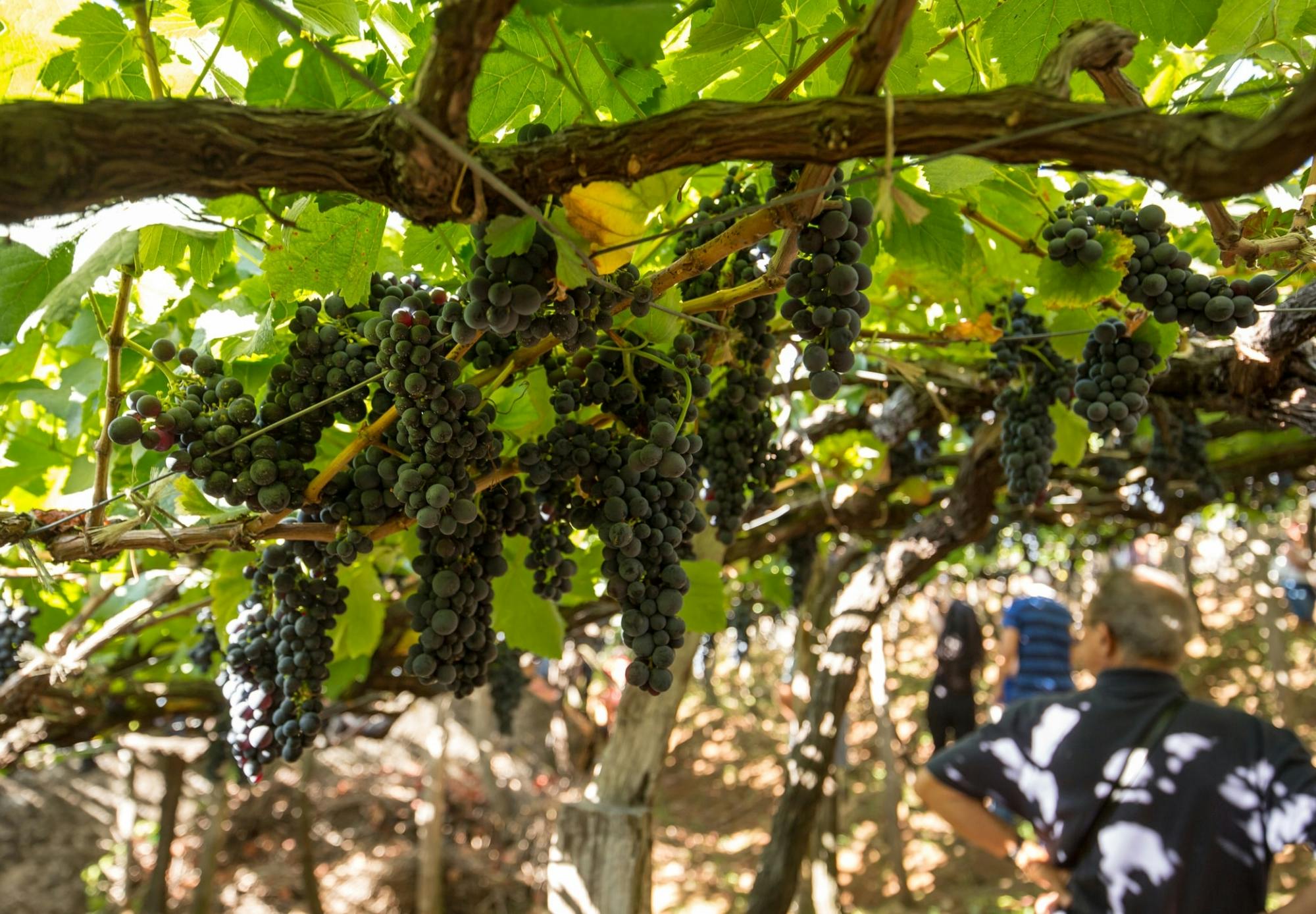 Weinfest in Madeiras Camara de Lobos mit Weinlese