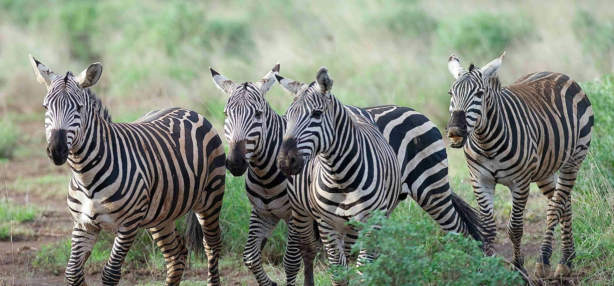 Safari de 3 días por Tsavo Oeste con pernoctación en el Severin Safari Camp