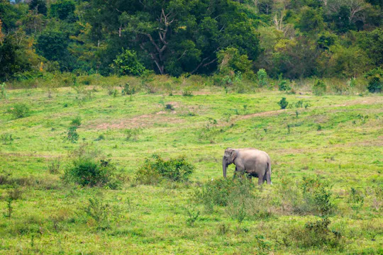 Thailands Tempel- und Rüsseltour mit Kui Buri Elefanten-Safari
