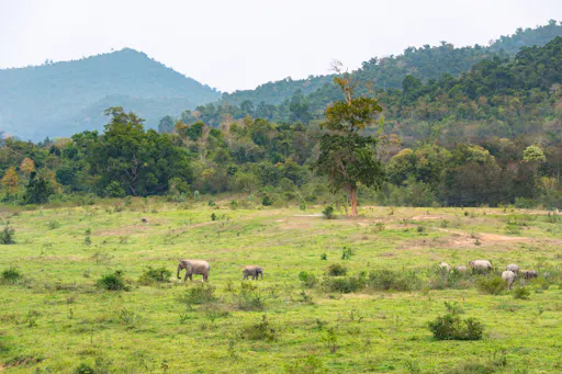 Thailand’s temples and trunks tour with Kui Buri elephant safari from Hua Hin
