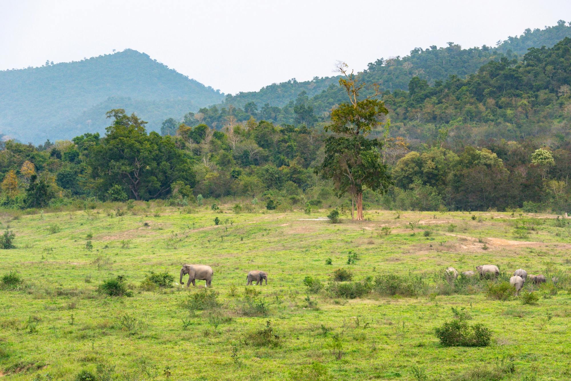 Thailand’s temples and trunks tour with Kui Buri elephant safari from Hua Hin