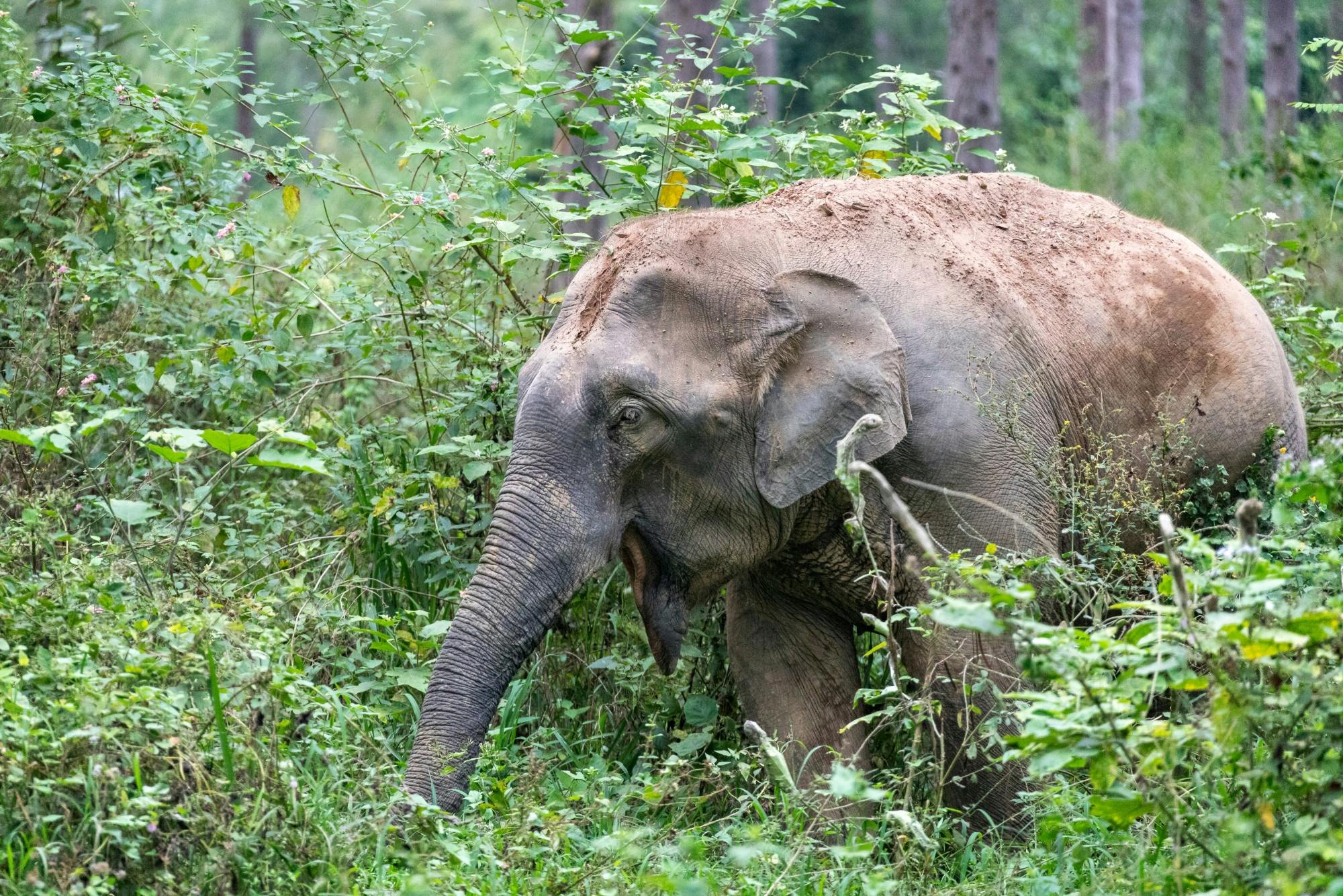Thailand’s temples and trunks tour with Kui Buri elephant safari from Hua Hin