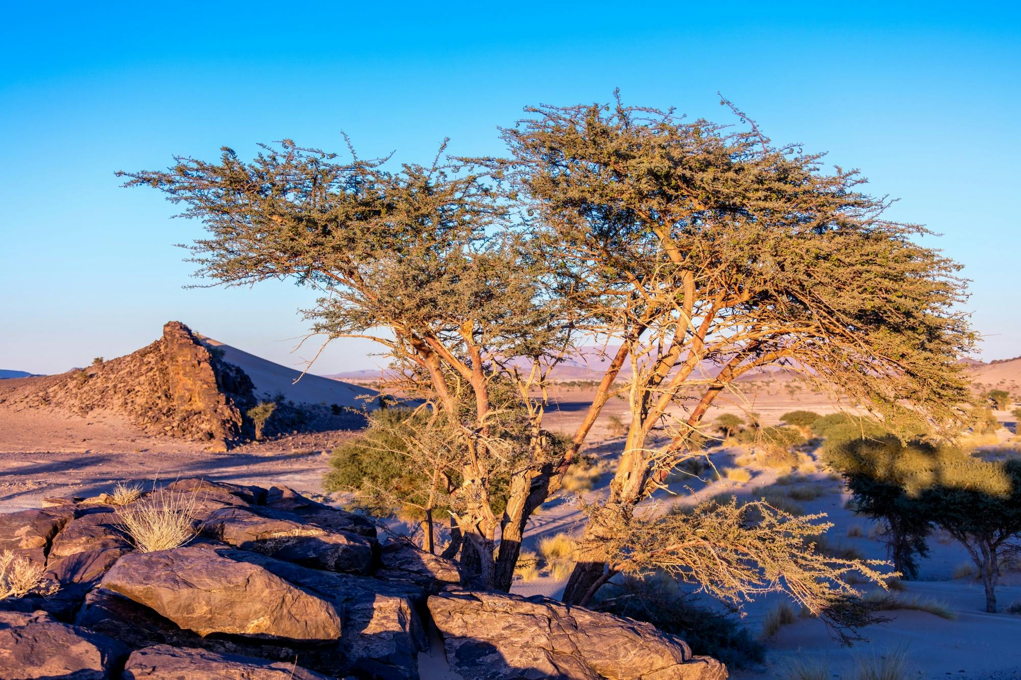 Off-road tour to Tifnit, the Mini Sahara and Tiznit City