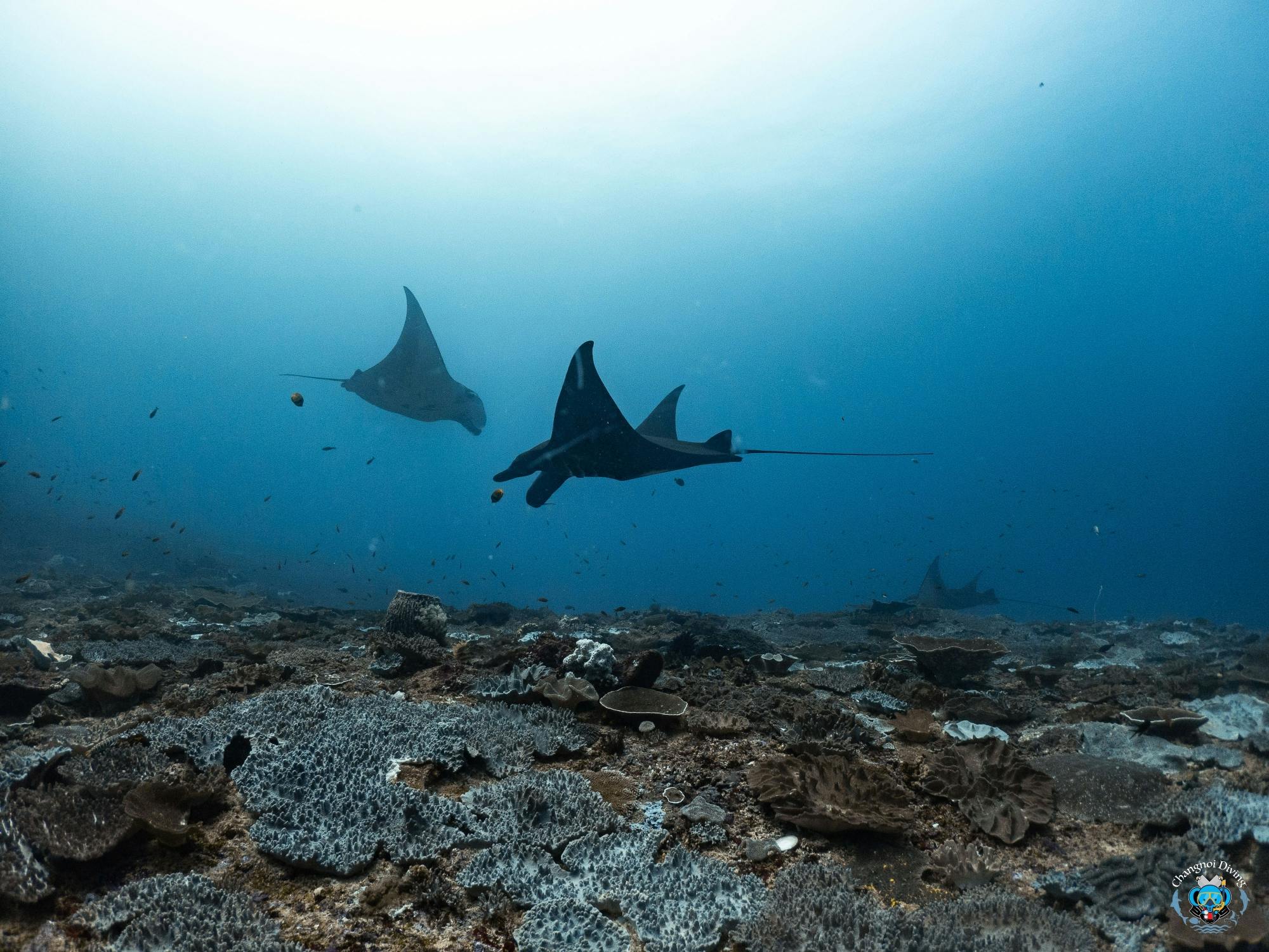 Scuba diving trip to Penida or Manta Point with two dives