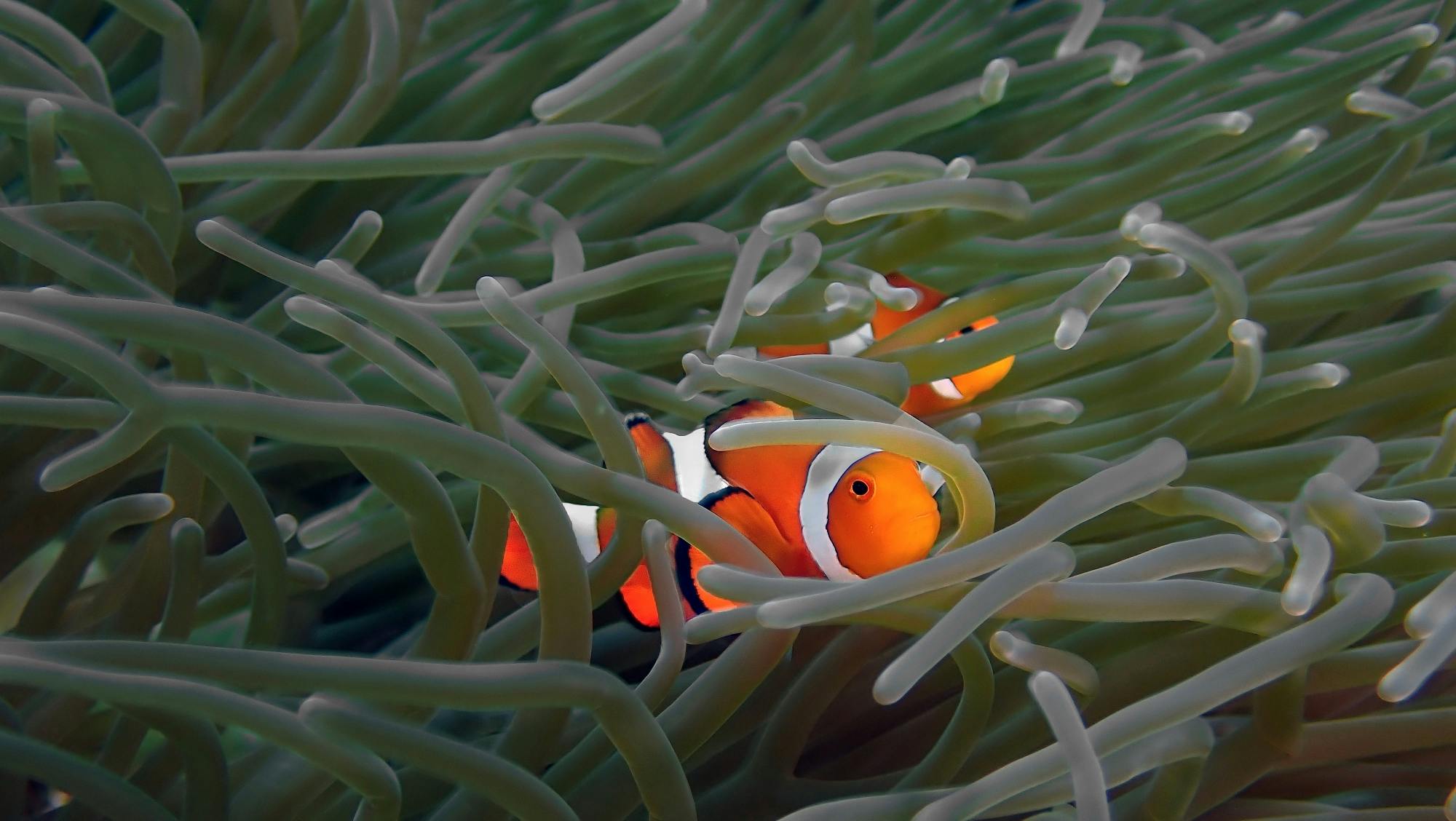 Bali scuba diving at Tulamben or Amed with two dives