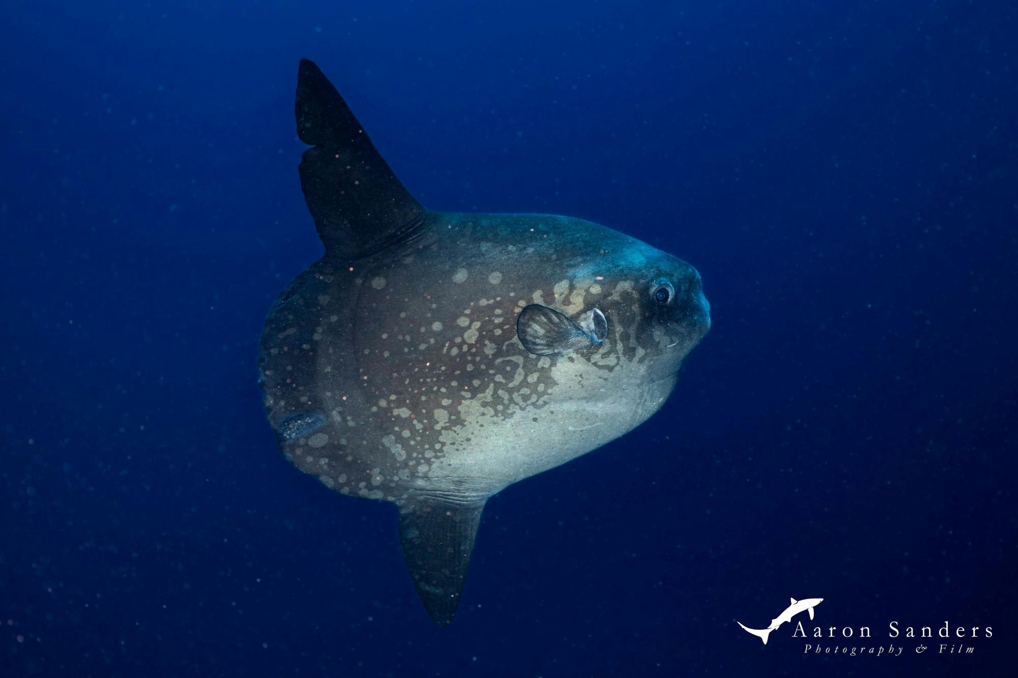Scuba diving trip to Penida or Manta Point with two dives