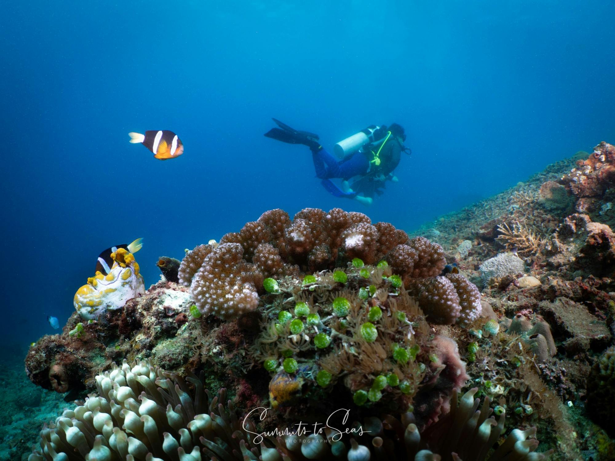 Bali scuba diving at Tulamben or Amed with two dives