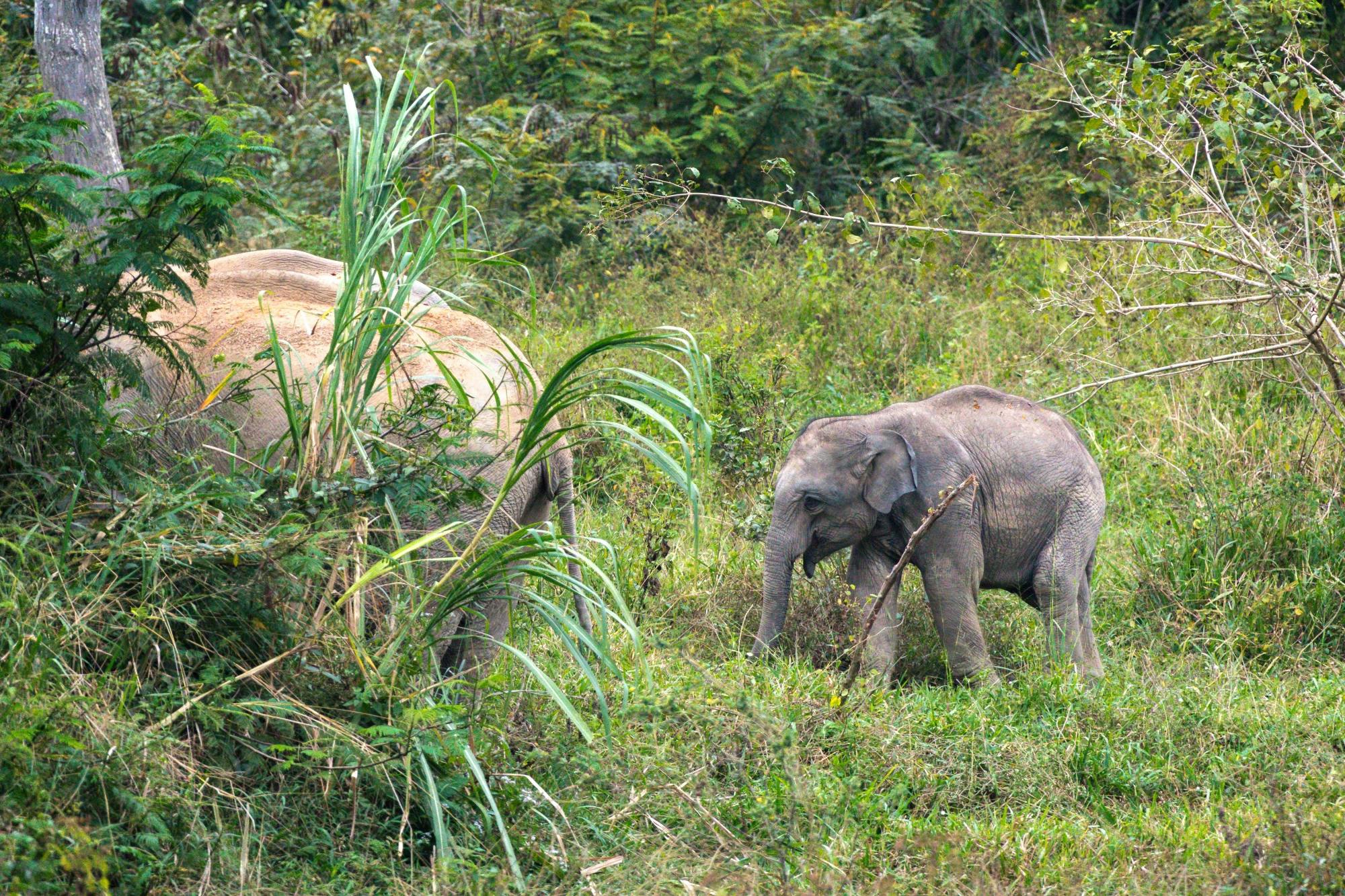 Thailand’s temples and trunks tour with Kui Buri elephant safari from Hua Hin