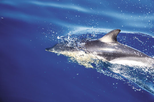 Amvrakikos Gulf wildlife cruise with swim stops